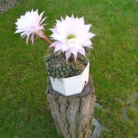 Fodi Διαμέρισμα Zalakaros