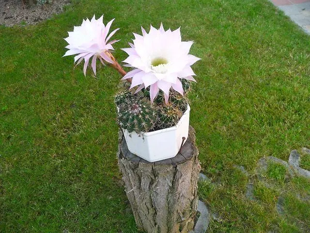 Fodi Apartment Zalakaros